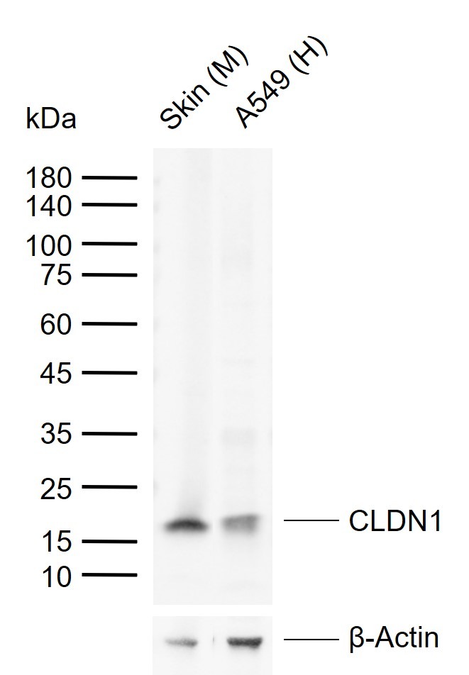 Anti-Claudin-1 Polyclonal Antibody 2