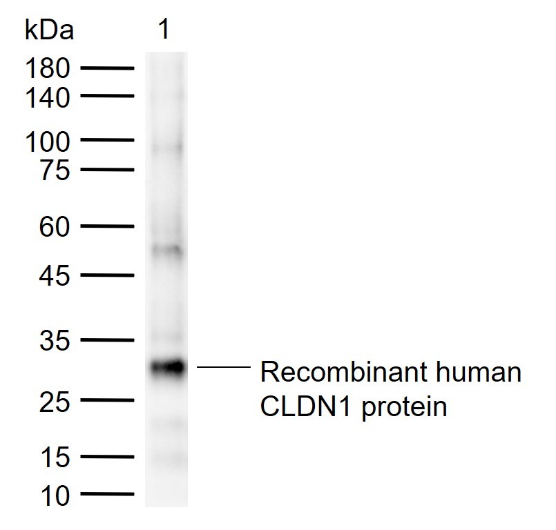 Anti-Claudin-1 Polyclonal Antibody