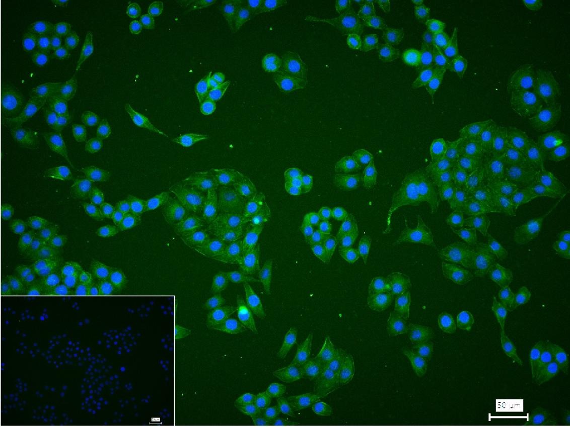 Anti-C-Kit Antibody (7A806)