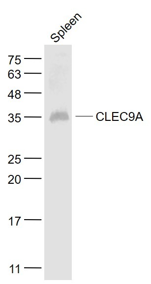 Anti-CLEC9A Polyclonal Antibody