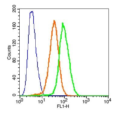 Anti-CDKN1A Polyclonal Antibody 2