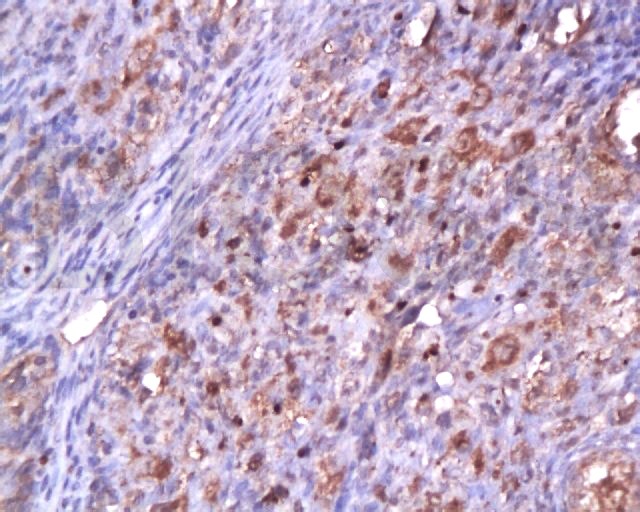 Anti-CDK2 Polyclonal Antibody