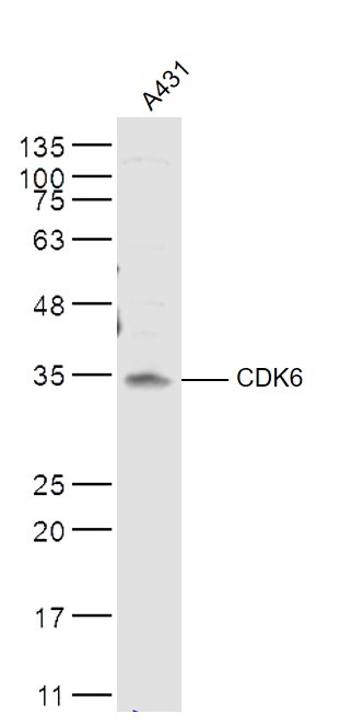 Anti-CDK6 Polyclonal Antibody