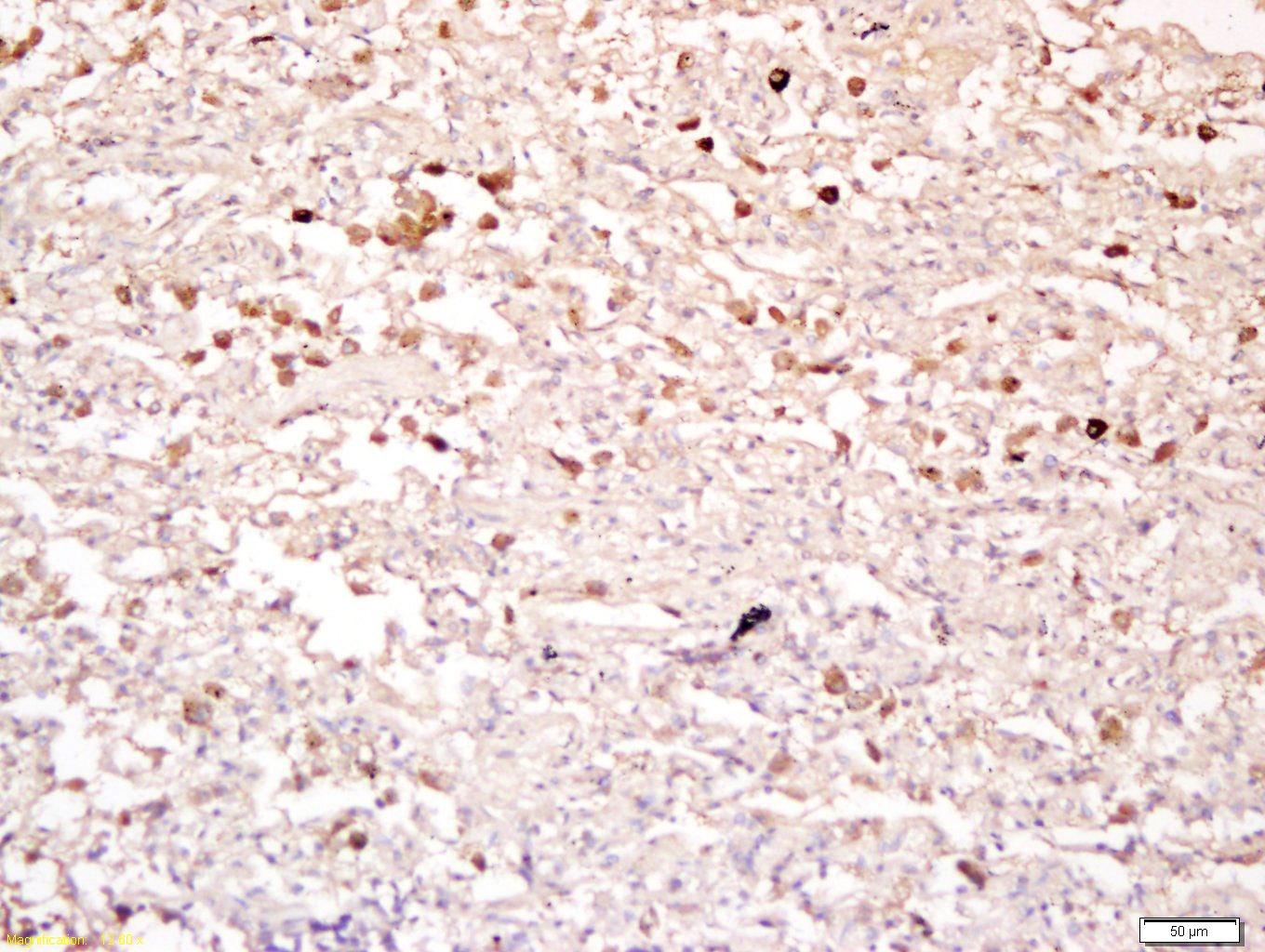 Anti-CDKN1A Polyclonal Antibody 2