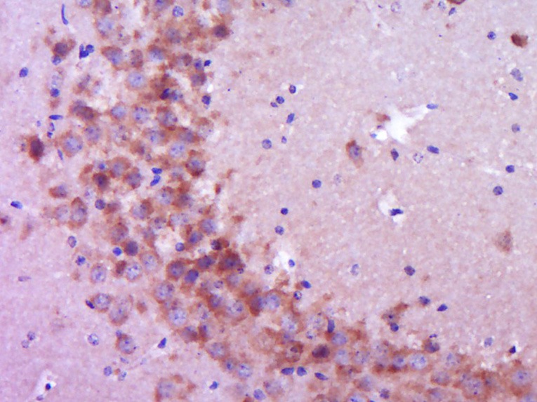 Anti-CRY1 Polyclonal Antibody
