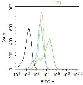 Anti-CDKN1A Polyclonal Antibody