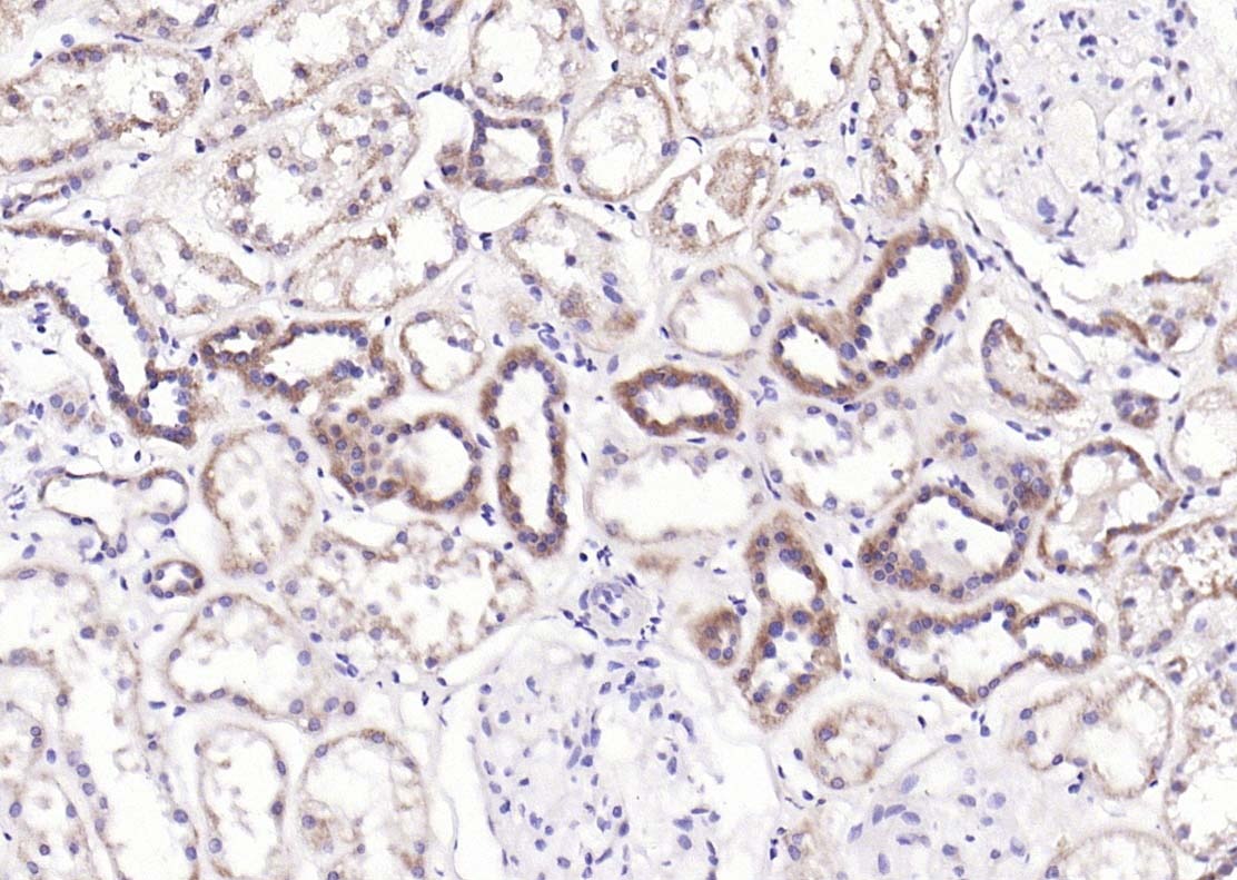 Anti-Claudin-5 Polyclonal Antibody