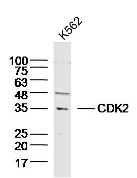Anti-CDK2 Polyclonal Antibody
