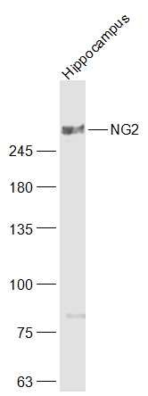 Anti-CSPG4 Polyclonal Antibody