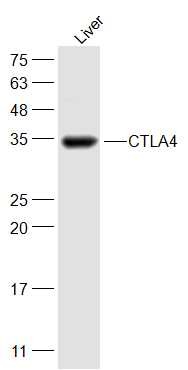 Anti-CTLA4 Polyclonal Antibody