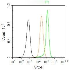 Anti-CDK2 Polyclonal Antibody 2