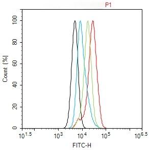 Anti-CDK4 Polyclonal Antibody