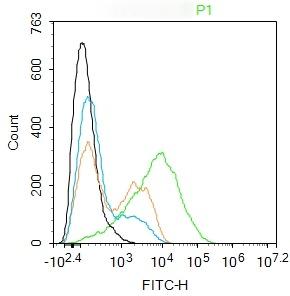 Anti-CLEC7A Polyclonal Antibody 2