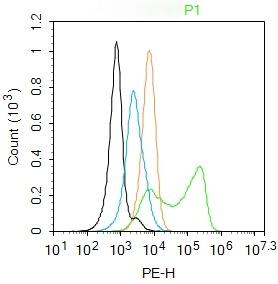 Anti-CTH Polyclonal Antibody
