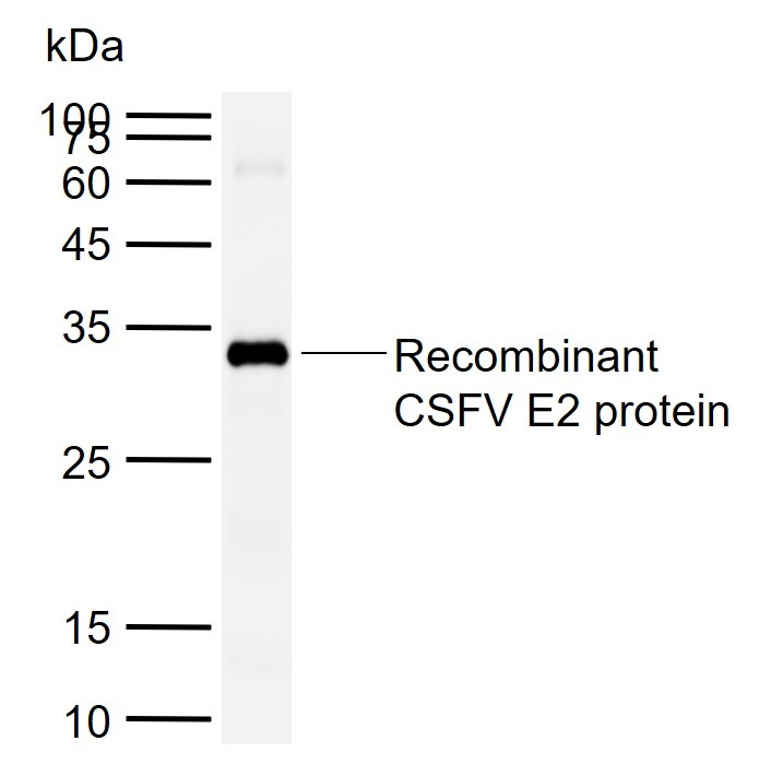 Anti-CSFV E2 Polyclonal Antibody