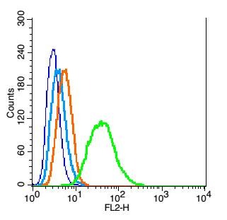 Anti-CDKN1B Polyclonal Antibody
