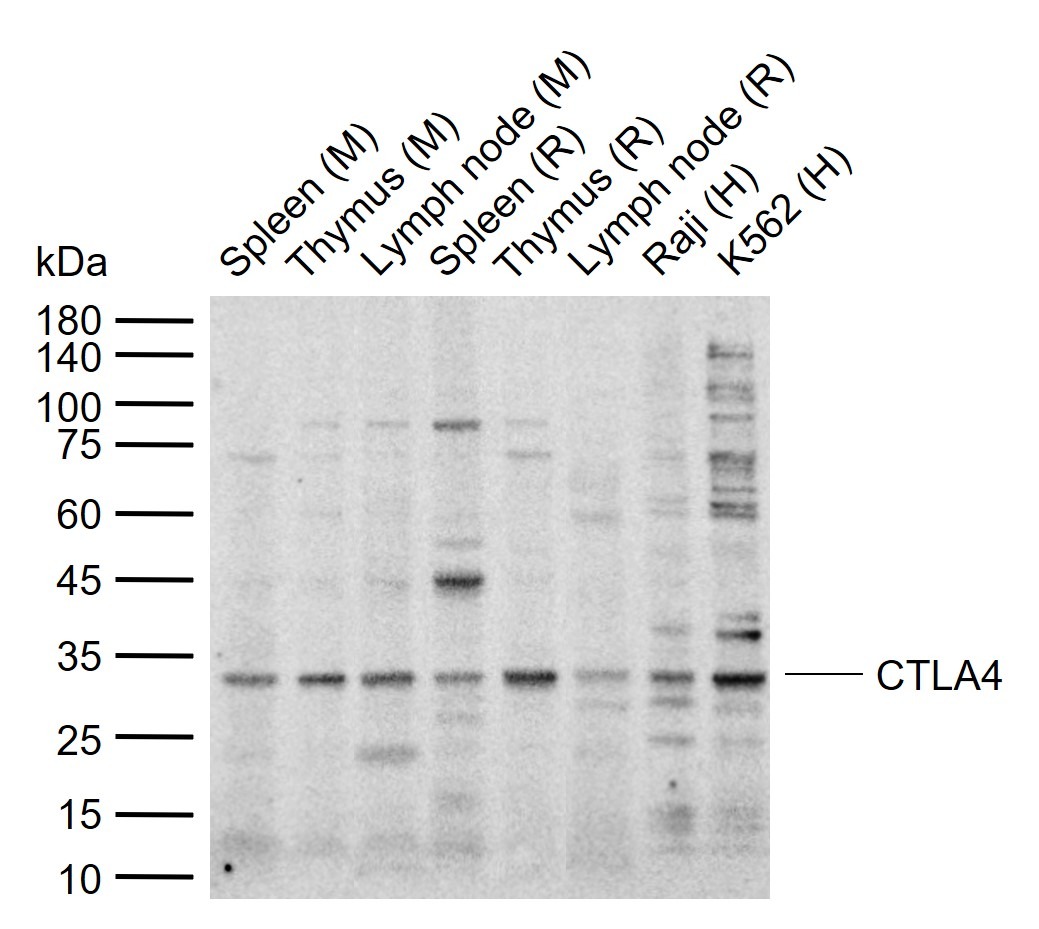 Anti-CTLA4 Polyclonal Antibody 2