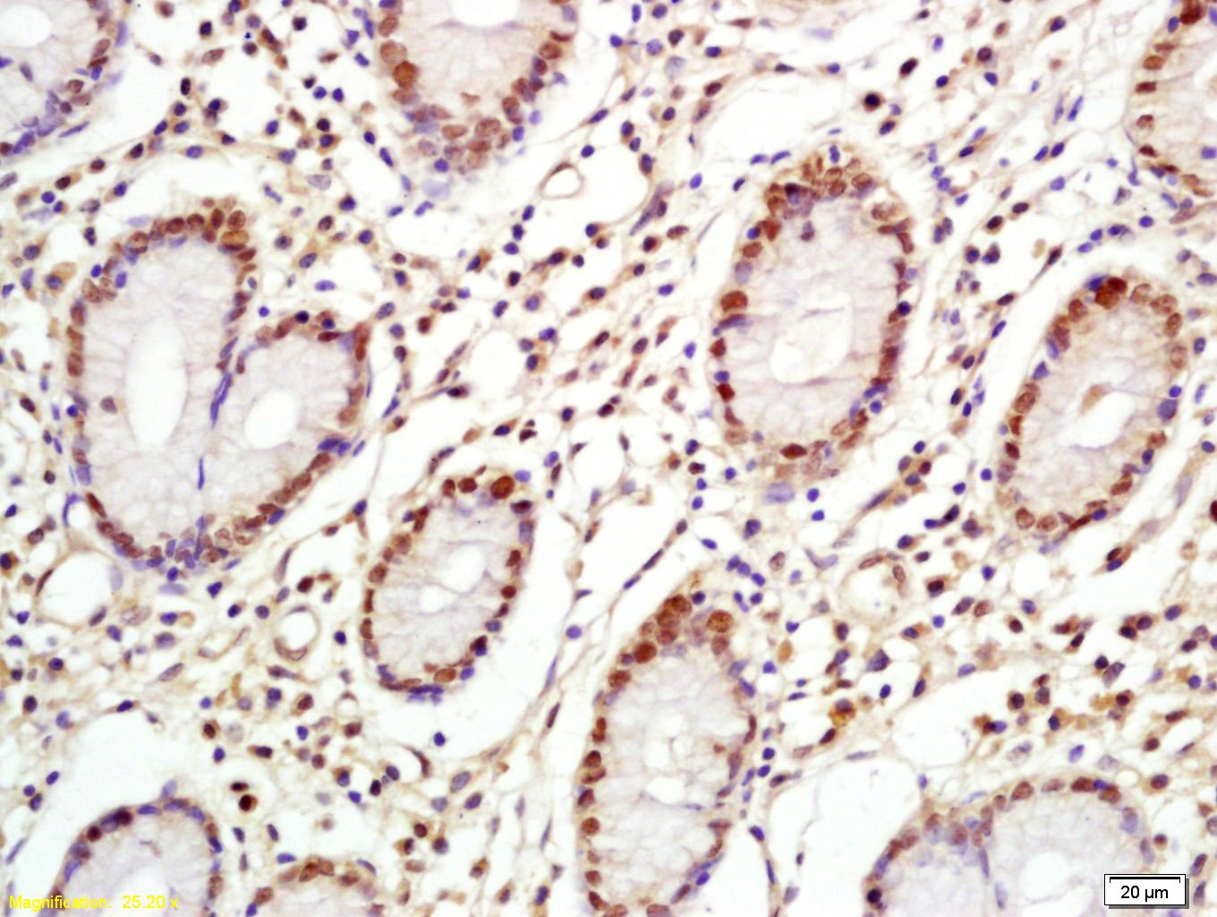 Anti-c-Myc Polyclonal Antibody