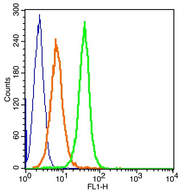 Anti-CTLA4 Polyclonal Antibody