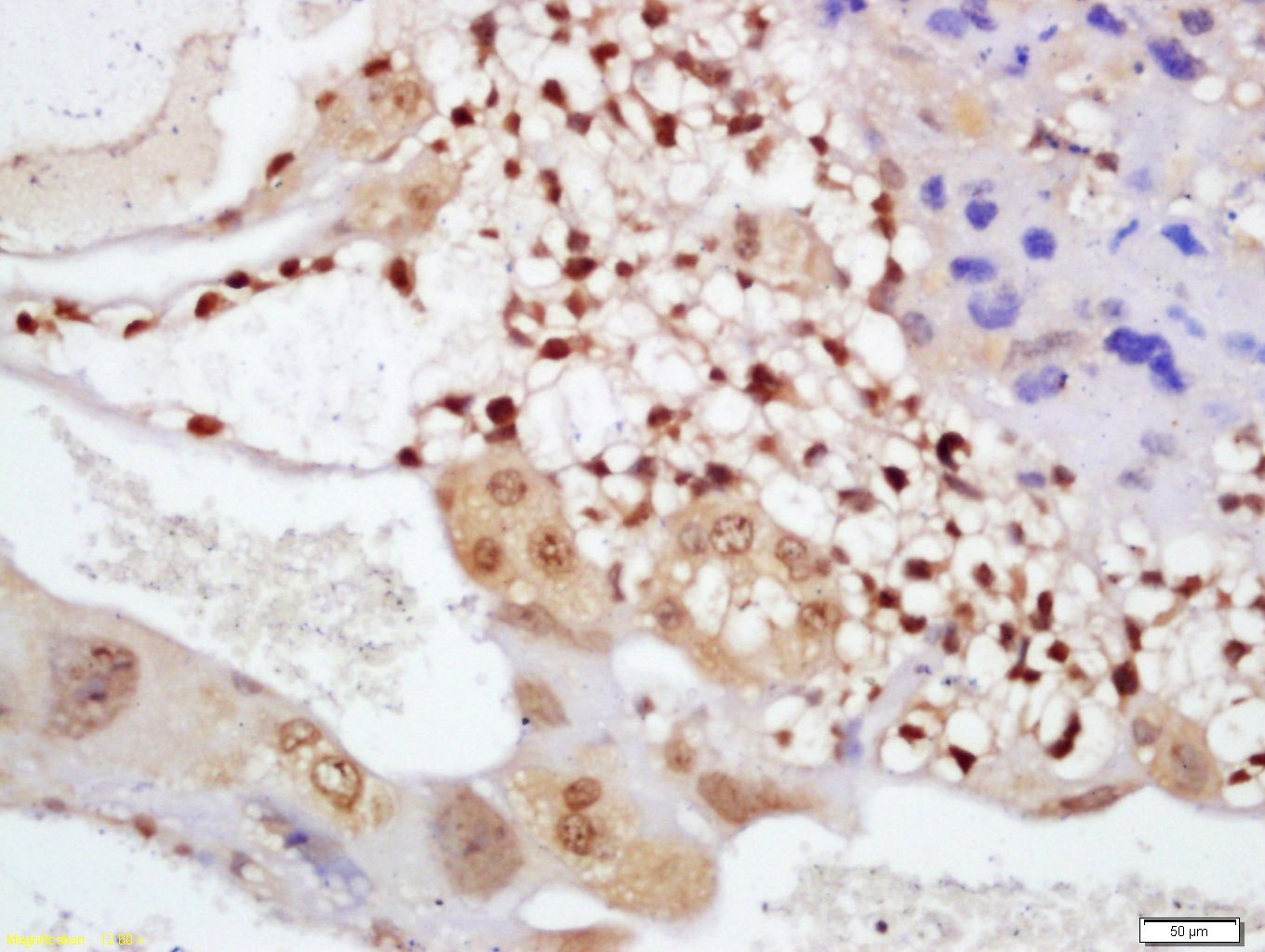 Anti-CRY1 Polyclonal Antibody