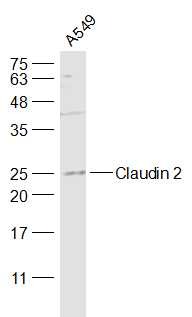Anti-Claudin-2 Polyclonal Antibody
