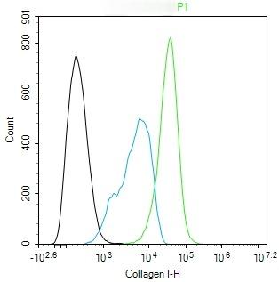 Anti-Collagen I/COL1A1 Polyclonal Antibody 2