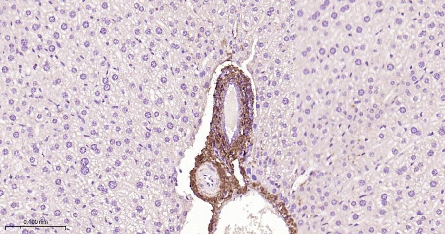 Anti-Collagen I/COL1A1 Polyclonal Antibody 2