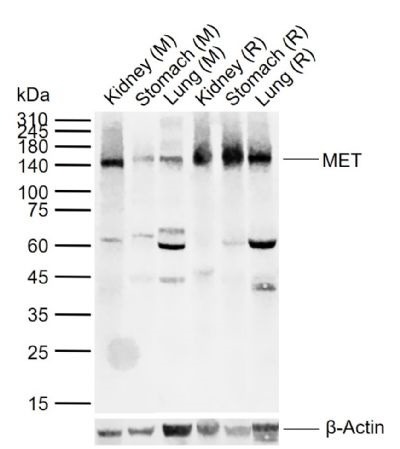 Anti-HGFR/c-Met Polyclonal Antibody