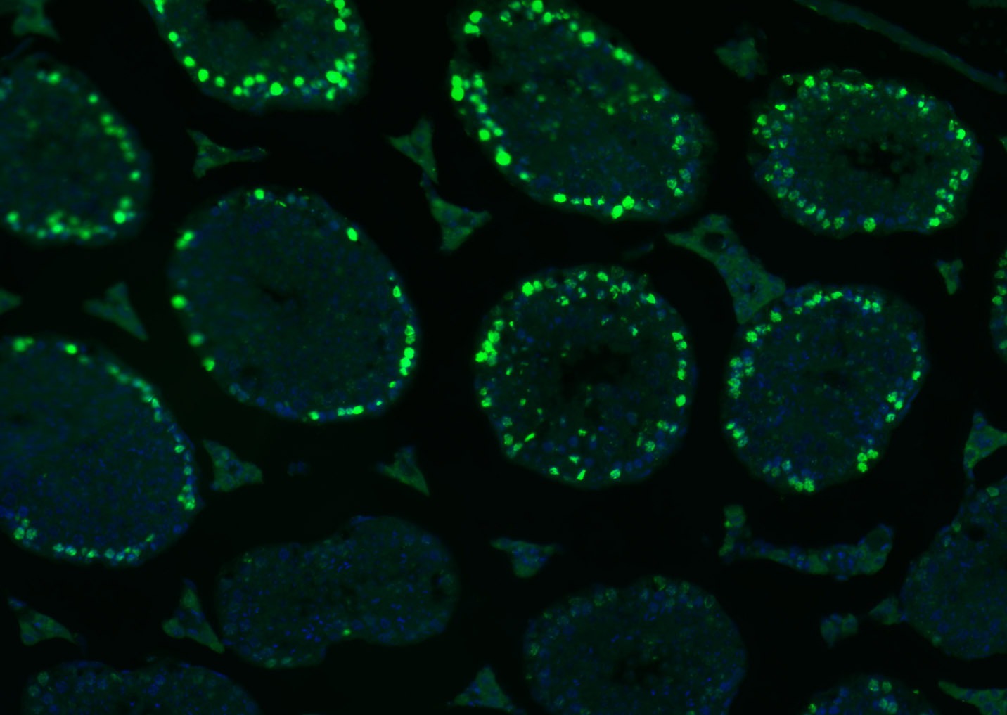 Histone H3 Nuclear Loading Control Antibody (6Z247)