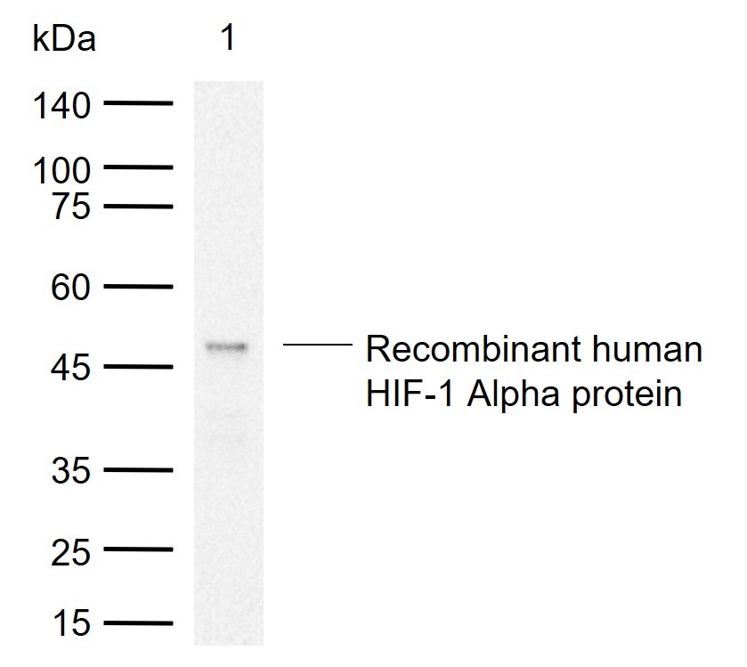 Anti-HIF-1 alpha Polyclonal Antibody 2
