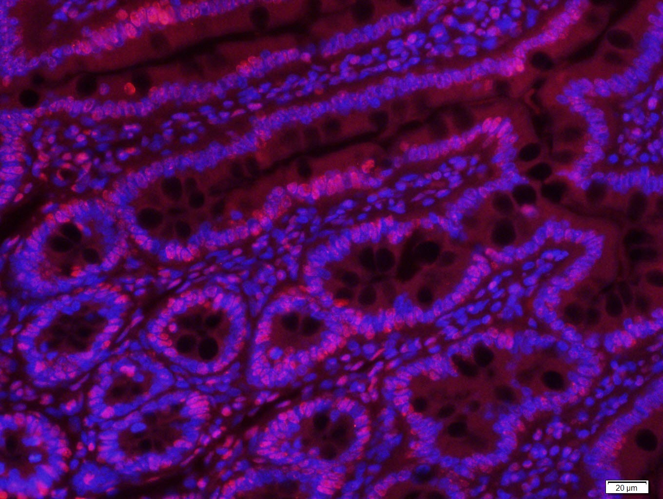 Histone H3 Nuclear Loading Control Antibody (6Z247)