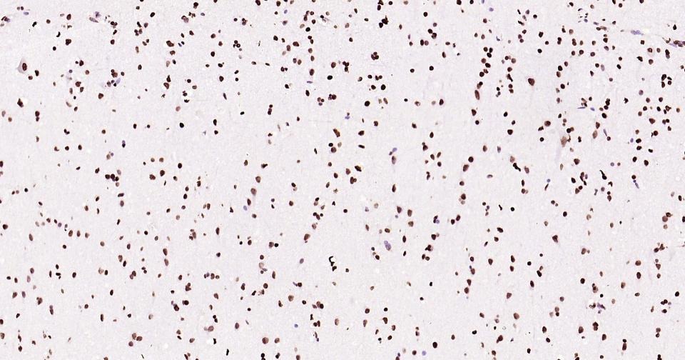 Histone H3 Nuclear Loading Control Antibody (6Z247)