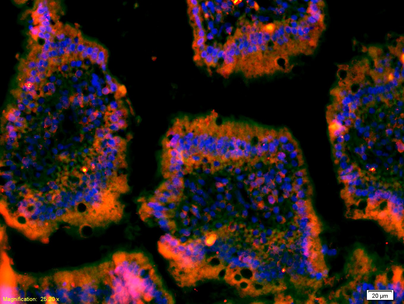 Anti-HGFR/c-Met Polyclonal Antibody