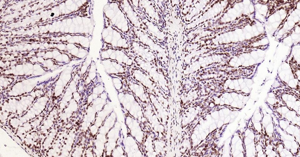 Histone H3 Nuclear Loading Control Antibody (6Z247)