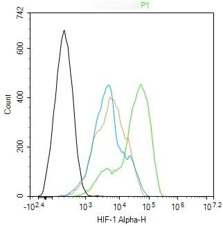 Anti-HIF-1 alpha Polyclonal Antibody 3