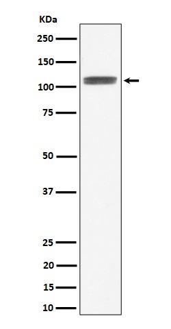 Anti-HIF-1 alpha Antibody (7S100)