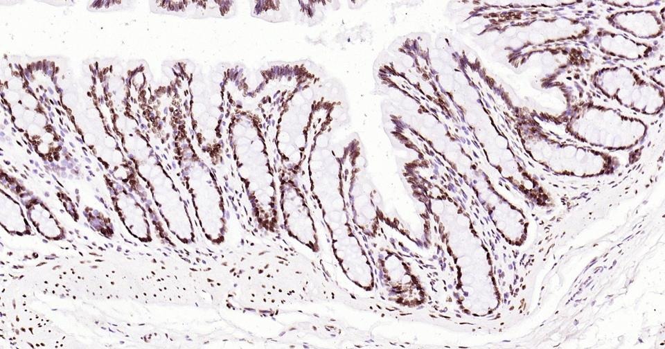Histone H3 Nuclear Loading Control Antibody (6Z247)