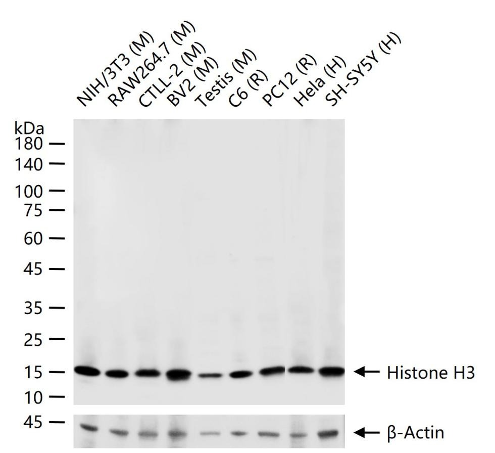 Histone H3 Nuclear Loading Control Antibody (6Z247)