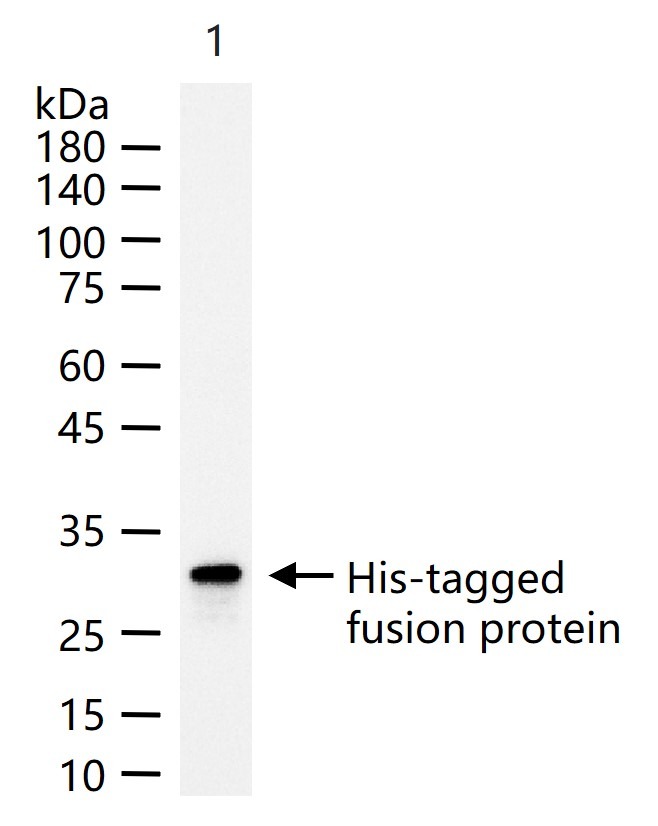 Anti-His Tag Antibody (8J279)