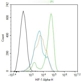 Anti-HIF-1 alpha Polyclonal Antibody