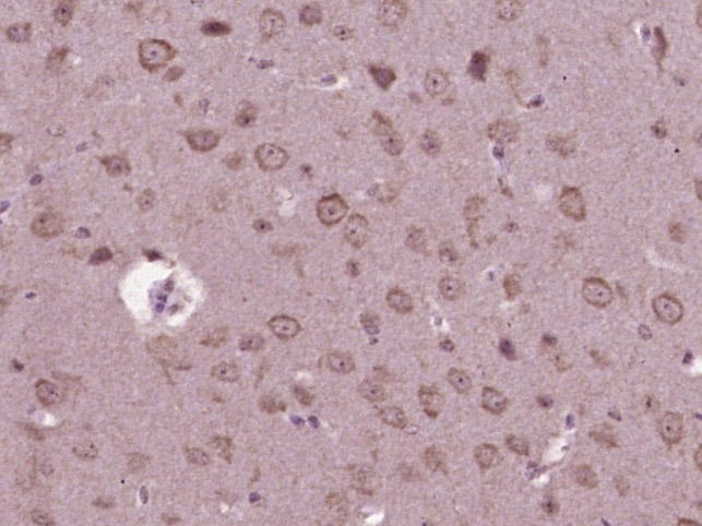 Anti-SPARC Polyclonal Antibody