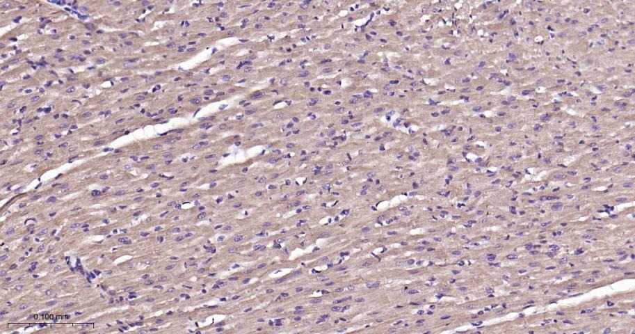 Anti-SIRT3 Polyclonal Antibody