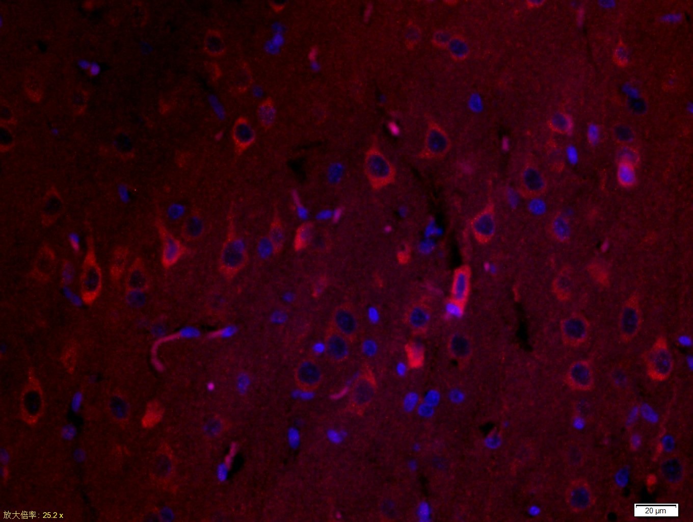 Anti-SPARC Polyclonal Antibody