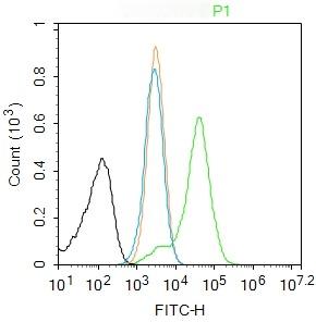 Anti-SIRT1 Polyclonal Antibody