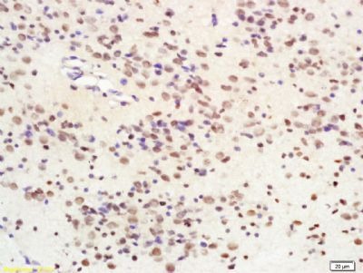 Anti-SIRT1 Polyclonal Antibody