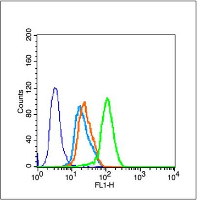Anti-SIRT1 Polyclonal Antibody
