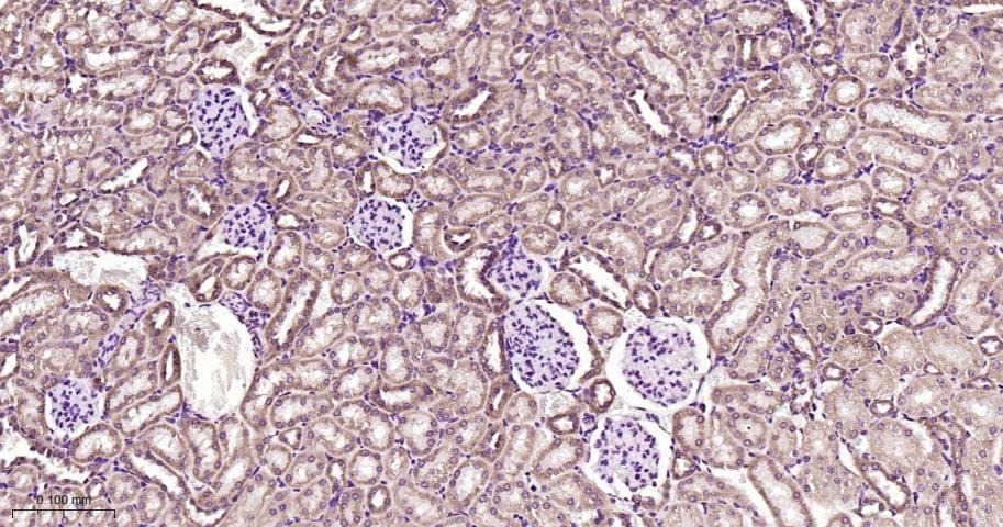 Anti-SIRT3 Polyclonal Antibody