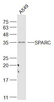Anti-SPARC Polyclonal Antibody
