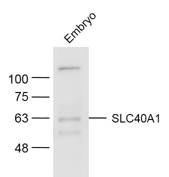 Anti-SLC40A1 Polyclonal Antibody