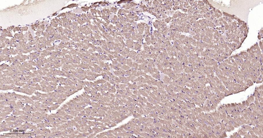 Anti-SIRT3 Polyclonal Antibody